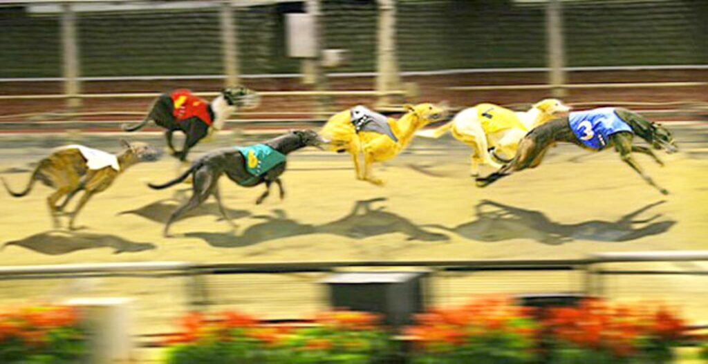 MBM娛樂城SUPER體育賽狗投注攻略:簡單易懂,輕鬆贏大獎 2 賽狗